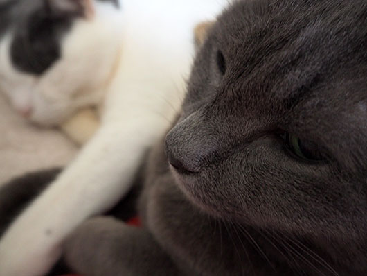 眠い猫