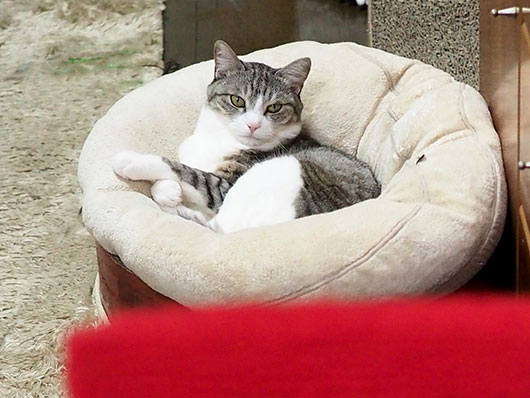 にらむ猫