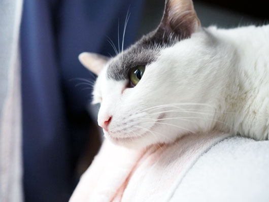 ベッドの上の猫