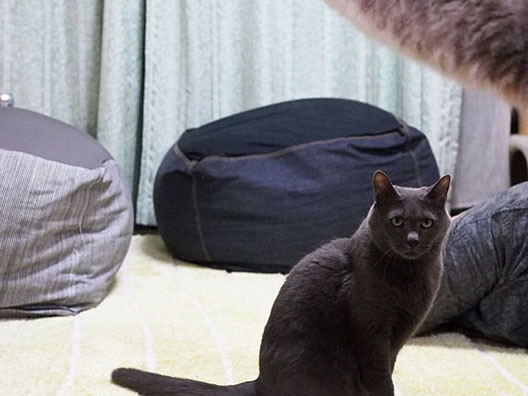 グレーの猫