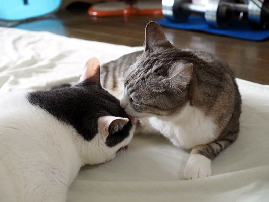 仲良しの猫
