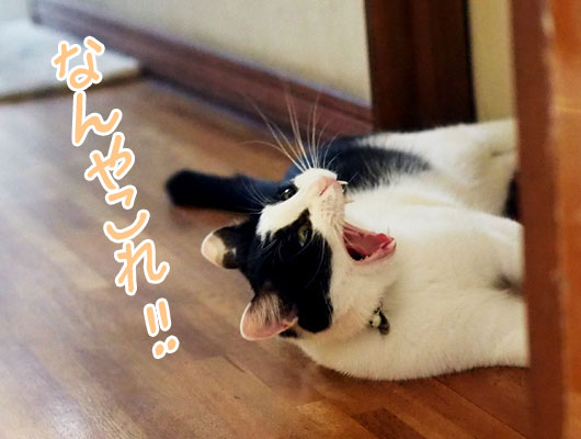 驚く猫