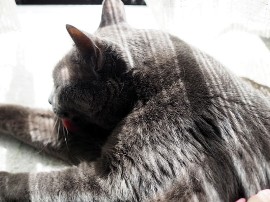 猫の日向ぼっこ