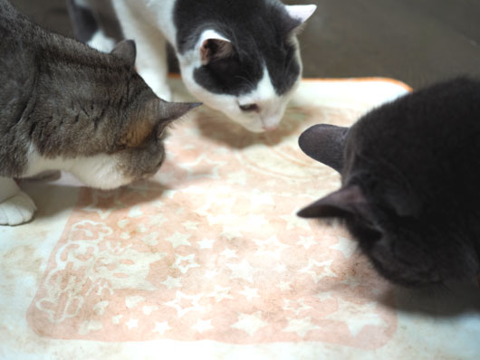 またたびに集まる猫
