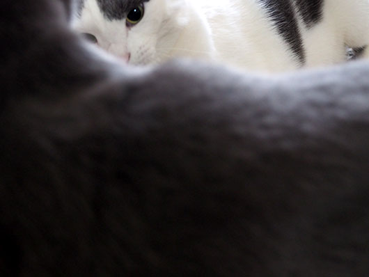 ケンカする猫