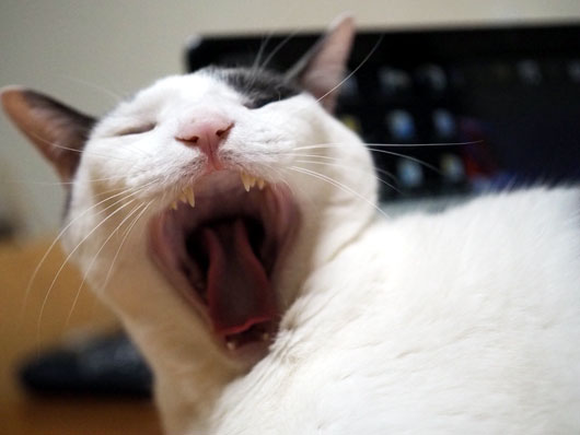 あくびをする猫