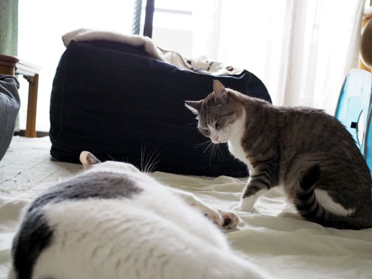 にらみつける猫