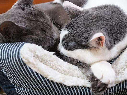 眠る猫