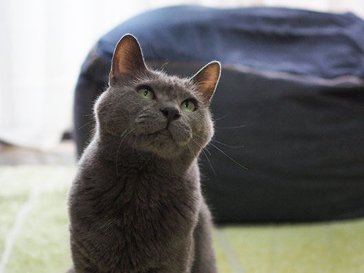 灰色の猫