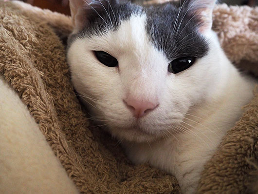 眠い猫