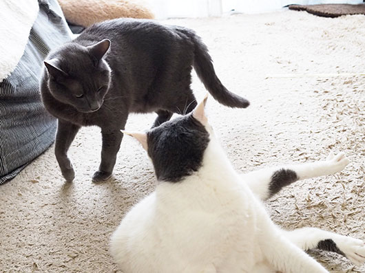 ケンカする猫