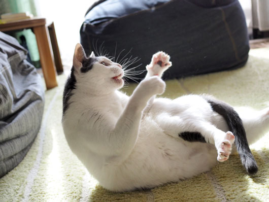 ハッスルする猫