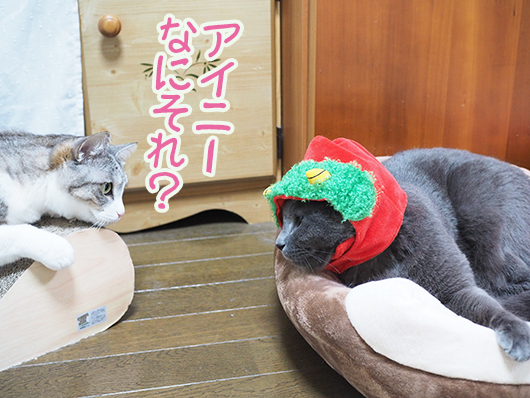 節分のコスプレをする猫