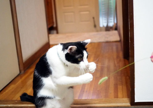 猫じゃらしと猫