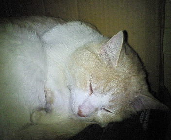 家でのひとみ