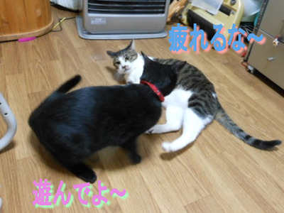 ¥Ü¥¦¤¯¤ó¥Ô¥ó¥Á