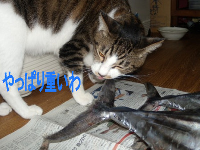 ¥Ü¥¦¤È¤«¤Ä¤ª