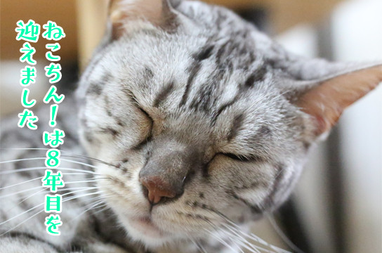 シルバーベンガル猫