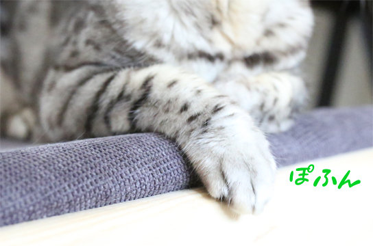 シルバーベンガル猫