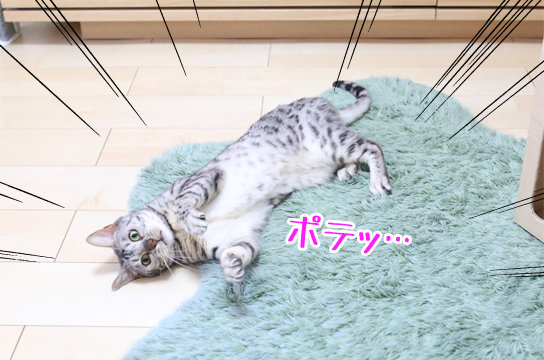 シルバーベンガル猫