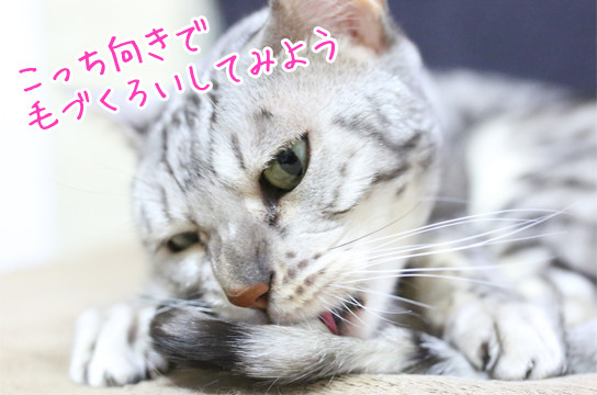 シルバーベンガル猫