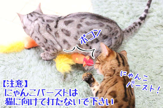 ベンガル猫