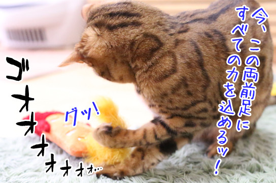 ベンガル猫