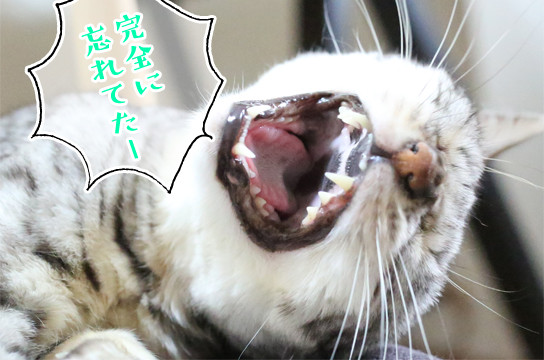 シルバーベンガル猫