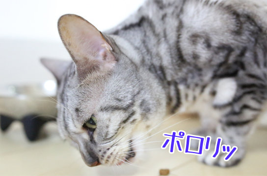 シルバーベンガル