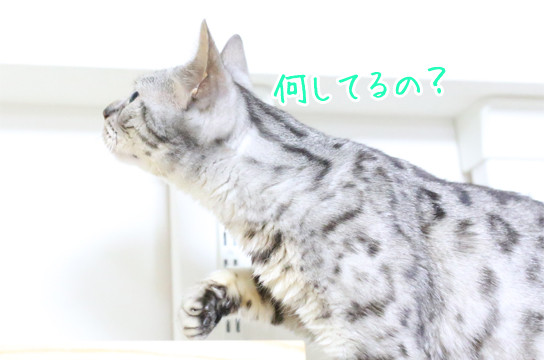 シルバーベンガル猫