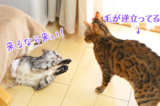 可愛い 可愛い 可愛い ベンガル猫ブログ ねこちん 猫とオッサンの賃貸生活