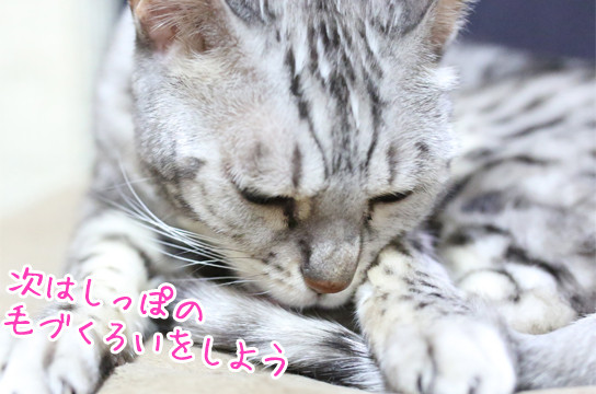 シルバーベンガル猫