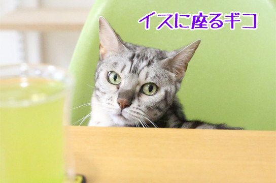 シルバーベンガル猫