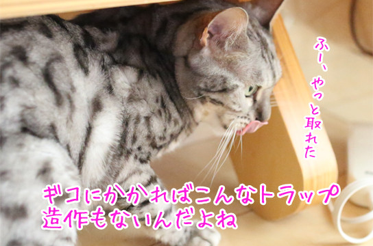 シルバーベンガル猫