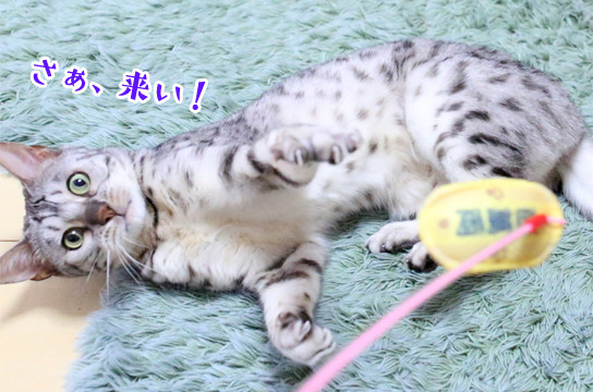 シルバーベンガル猫