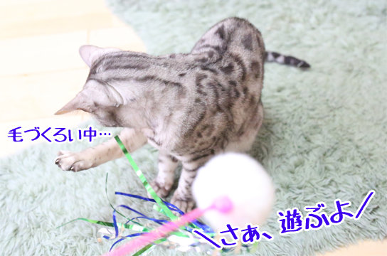 ベンガル猫