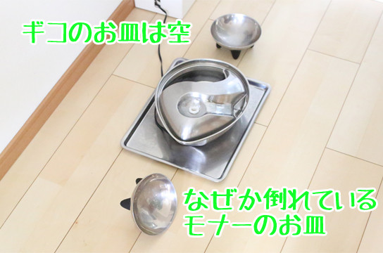 シルバーベンガル猫