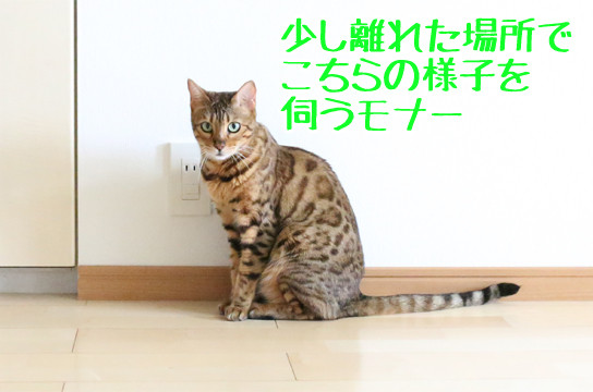 ベンガル猫