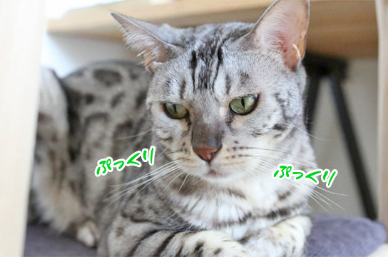 シルバーベンガル猫