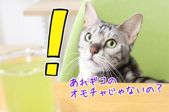 シルバーベンガル猫