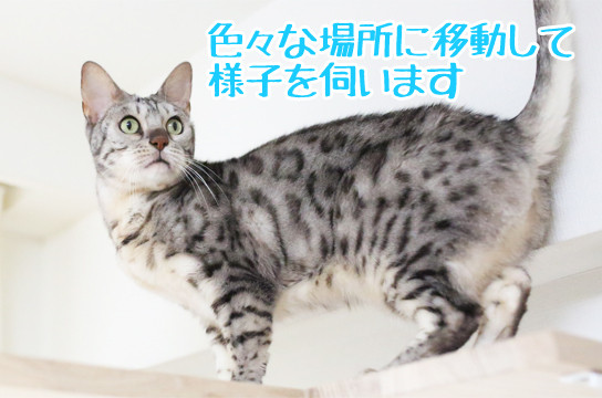 シルバーベンガル猫