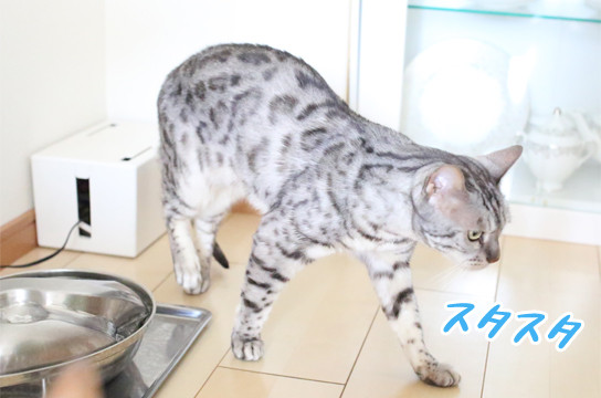 シルバーベンガル猫