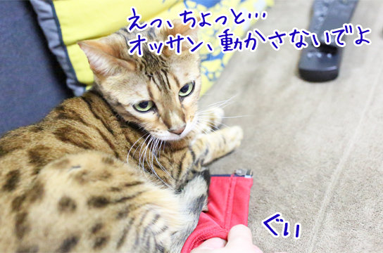 ベンガル猫