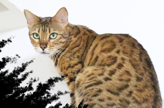 ベンガル猫