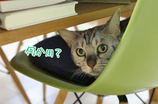 シルバーベンガル猫