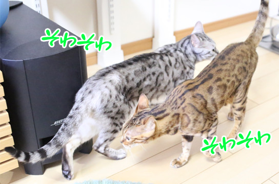 ベンガル猫