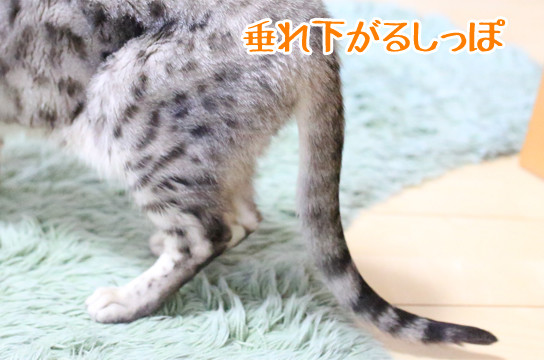 シルバーベンガル猫