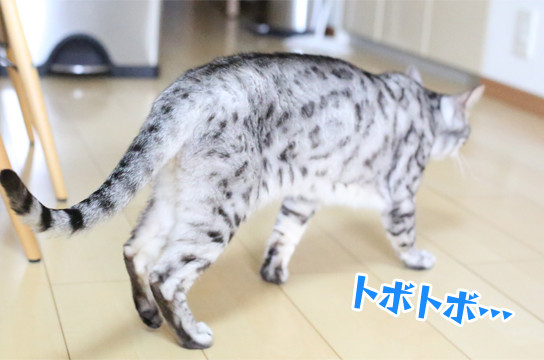 シルバーベンガル猫