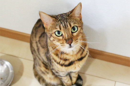 ベンガル猫