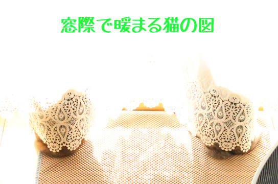 シルバーベンガル猫